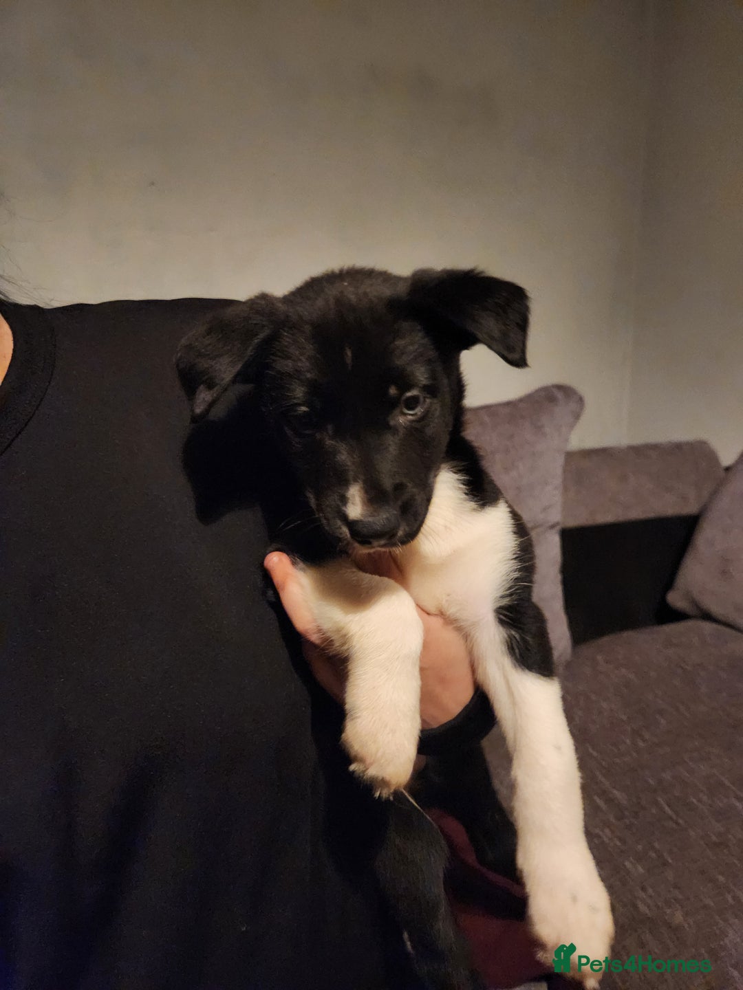 Border Collie dogs for sale: Border collie puppies - Advert 4
