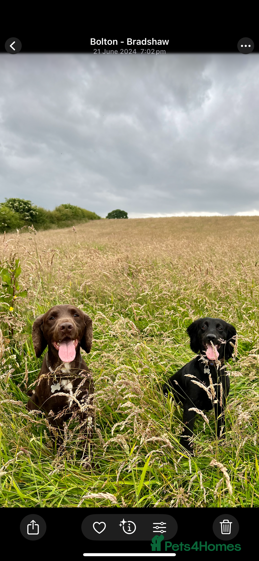 Cocker Spaniel dogs for sale: 2 gorgeous cocker spaniel puppies ready 14/9/25 - Image 7