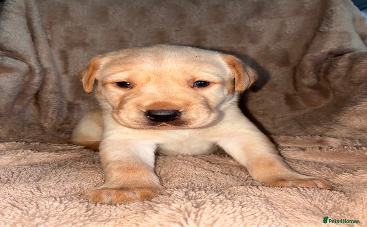 Labrador Retriever dogs - Advert 2
