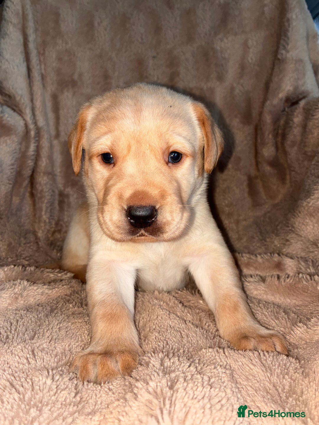 Labrador Retriever dogs for sale: Labrador Puppies For Sale  - Image 1