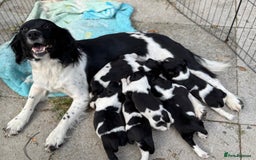 English Springer Spaniel dogs for sale: Springer Spaniel Puppies - Image 7