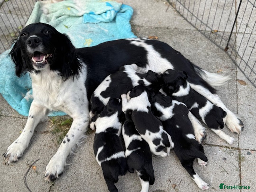 English Springer Spaniel dogs for sale: Springer Spaniel Puppies - Image 7