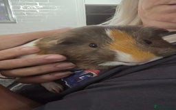 Guinea Pig rodents for sale: 2 bonded females - Image 4