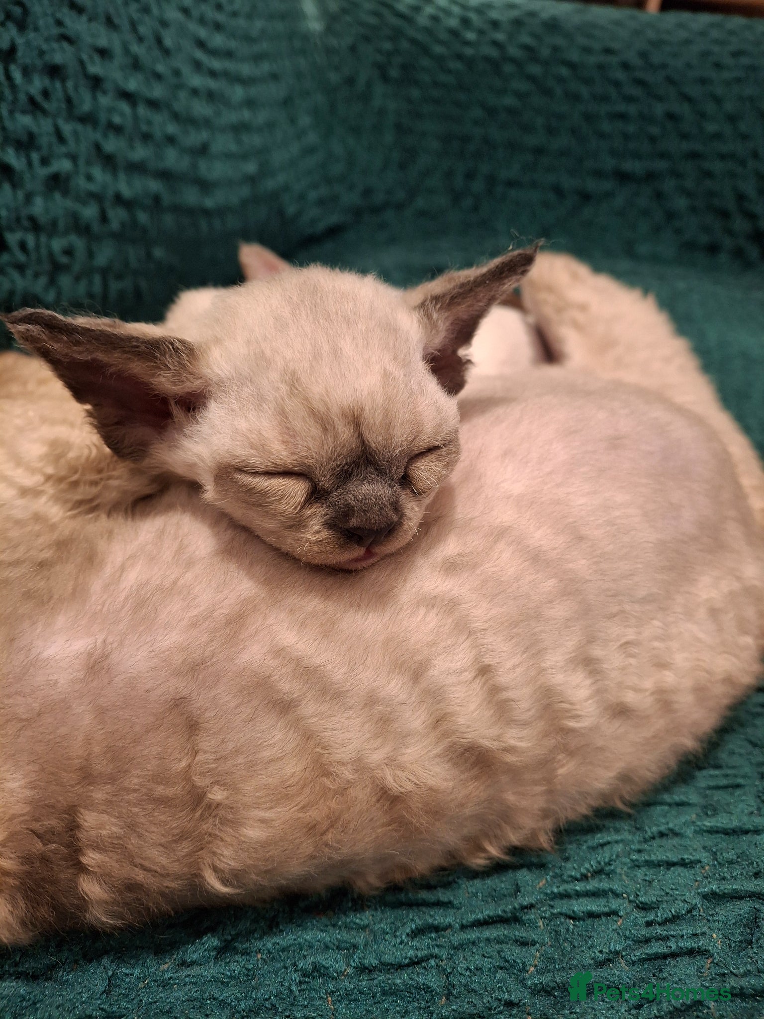 Devon Rex cats Devon Rex Kittens – FIFe Registered Pedigree - Advert 1