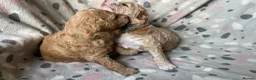 Australian Labradoodle dogs for sale: Australian Labradoodle Puppies for sale - Advert 21
