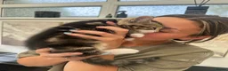 Mixed Breed cats for sale: Beautiful tabby kittens for sale - Advert 34