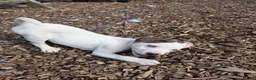 Jack Russell dogs for sale: Lovely Jack russell puppies - Advert 25