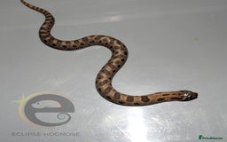 Snake reptiles for sale: Hognose snakes  - Image 2
