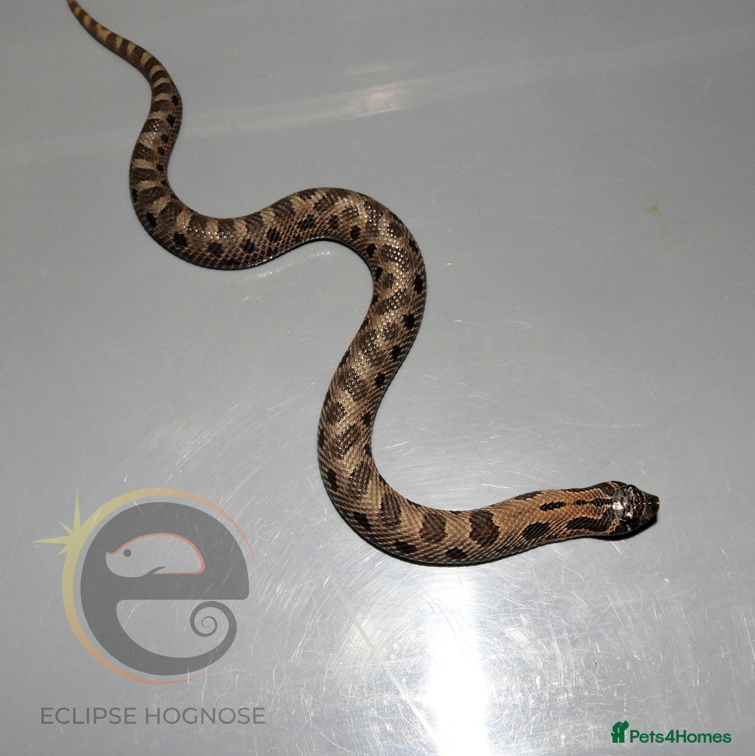 Snake reptiles for sale: Hognose snakes  - Image 2