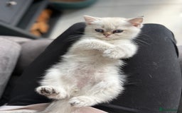British Shorthair cats for sale: Beautiful GCCF kittens from champion lines  - Image 9