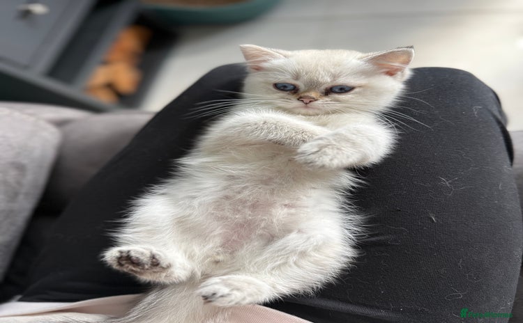 British Shorthair cats - Advert 5