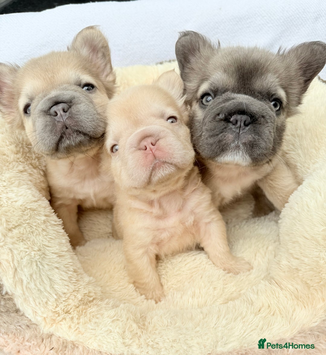 French Bulldog dogs for sale: Visual fluffy ** French bulldog puppies - Image 23