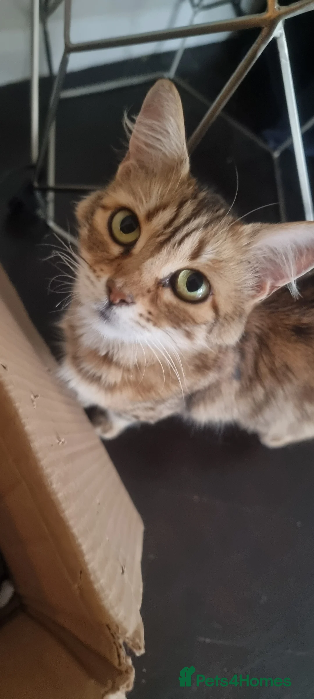 Maine Coon cats for sale: Mainecoon x bengal kittens  - Advert 2
