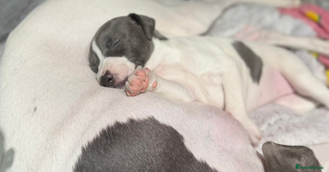 Whippet dogs for sale: blue and white whippet pups  - Advert 4