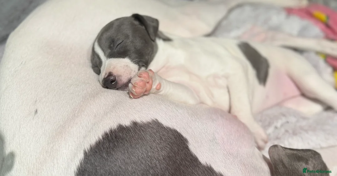 Whippet dogs for sale: blue and white whippet pups  - Advert 4