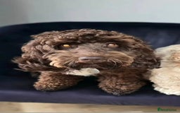 Cockapoo dogs for sale: Cockapoo Puppies - Image 20