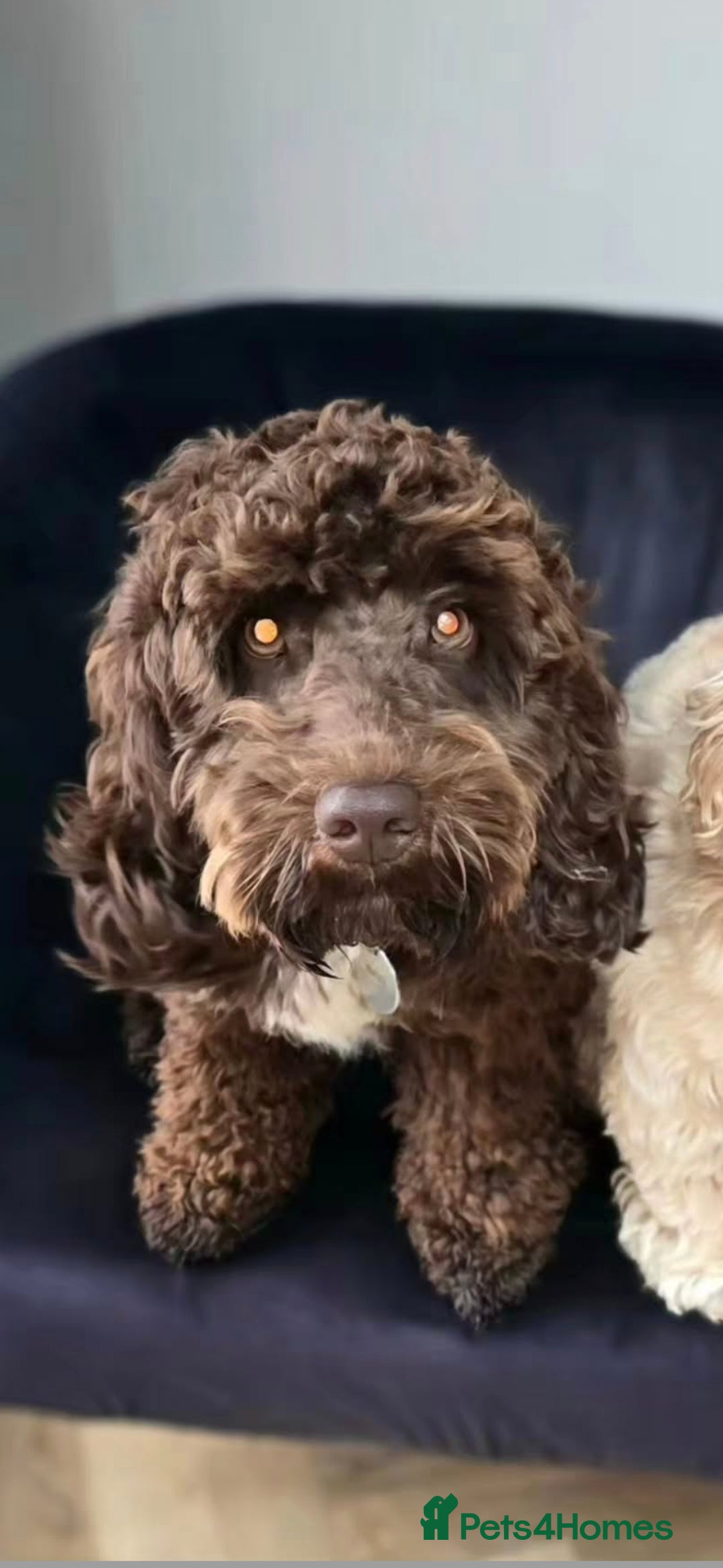 Cockapoo dogs for sale: Cockapoo Puppies - Image 20