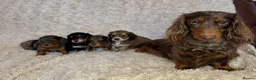 Miniature Dachshund dogs for sale: Miniature longhaired dachshunds  - Advert 10
