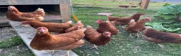 Chickens poultry for sale: Warren Pullets in Bala - Advert 8