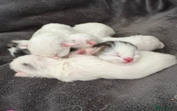 Mixed Breed cats for sale: Mixed snowshoe kitten - Image 10