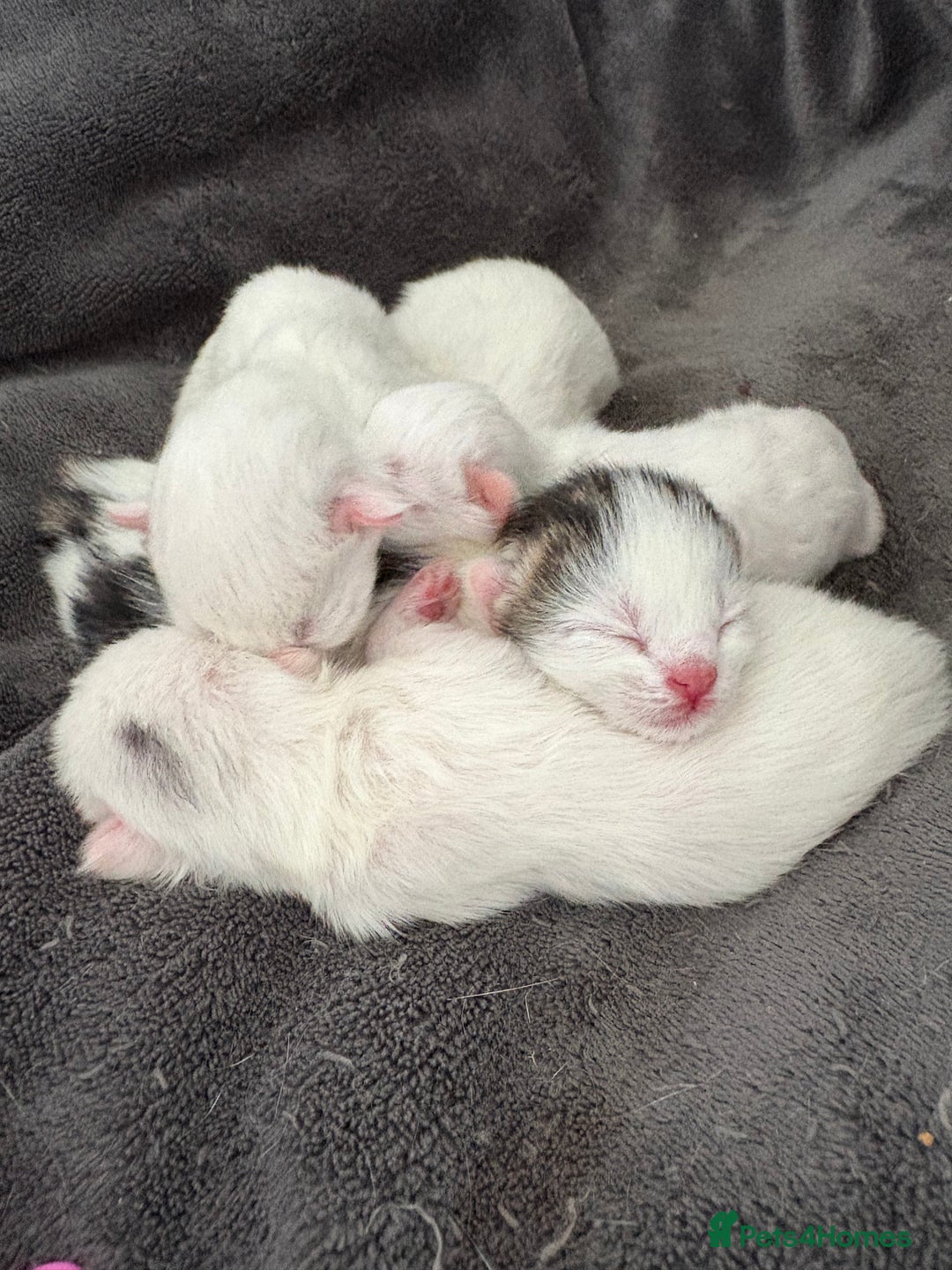 Mixed Breed cats for sale: Mixed snowshoe kitten - Image 10