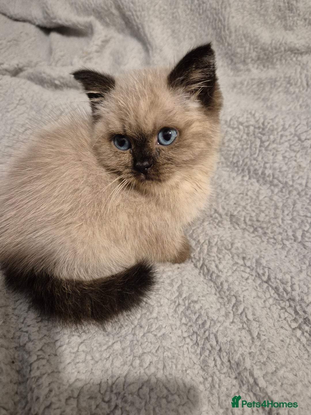 Snowshoe cats for sale: Pedigree Tica reg seal point snowshoe boy  - Advert 8