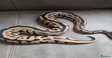 Python Snake reptiles - Advert 3
