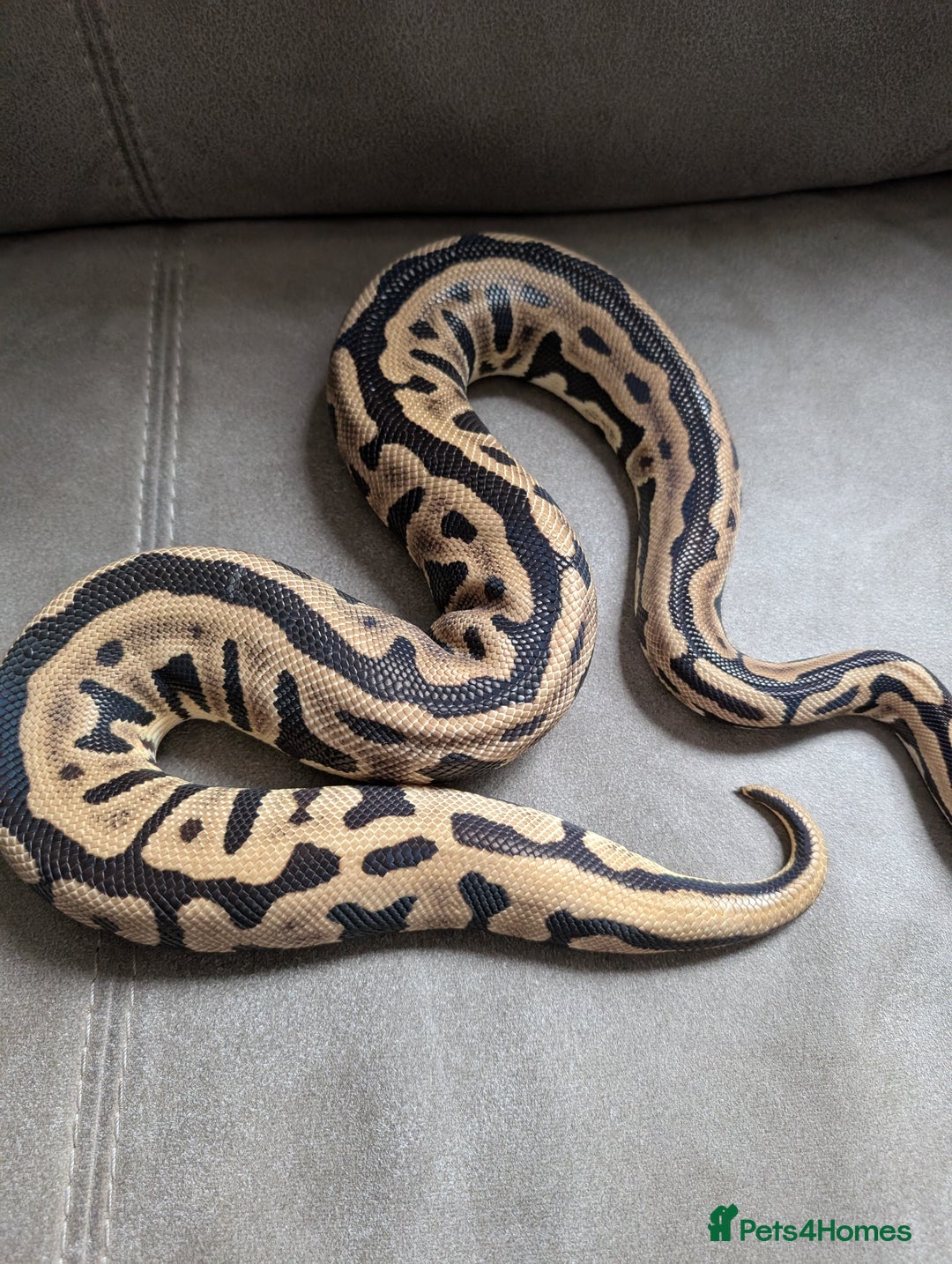 Python Snake reptiles for sale: Royal pyrhons  - Image 2
