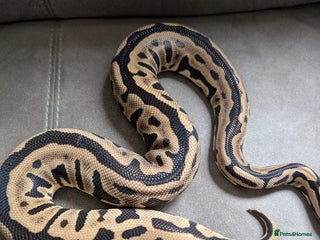 Python Snake reptiles - Advert 28