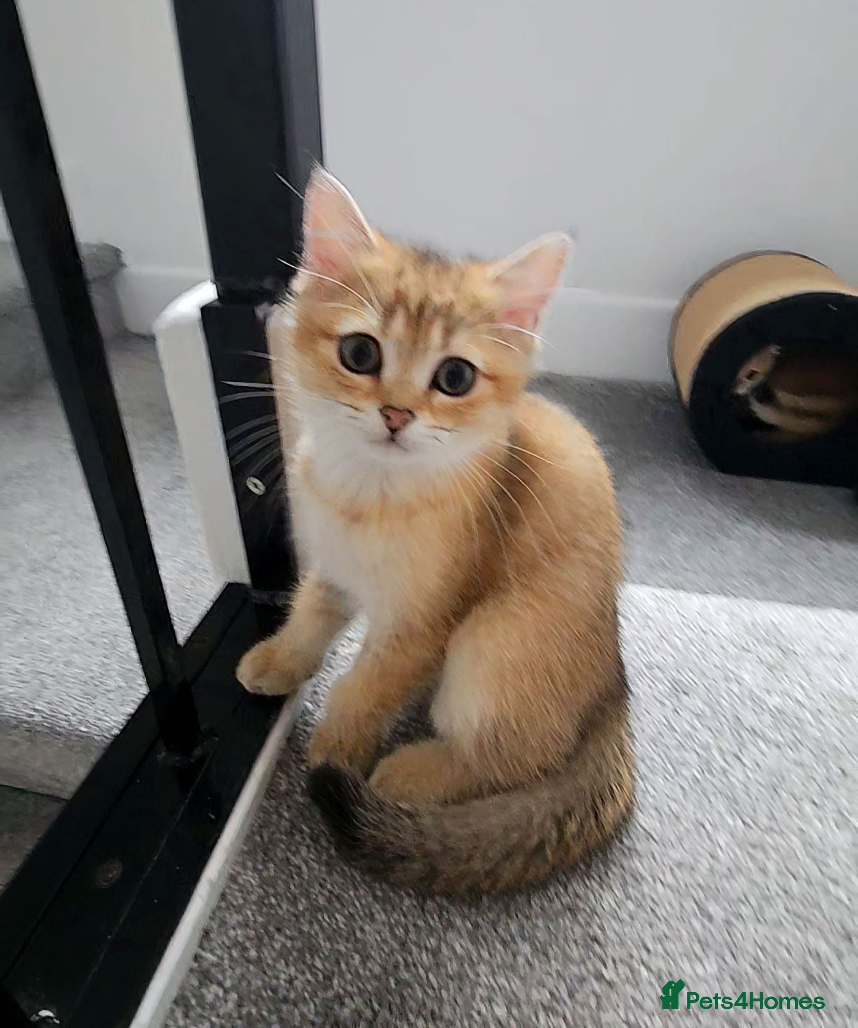Scottish Fold cats Pedigree😻SF TICA registered😻kittens😻 - Advert 13