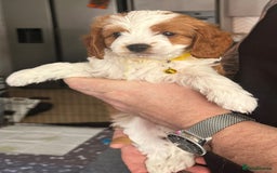 Cavapoo dogs for sale: Beautiful Cavapoo F2 puppies  for sale - Image 22