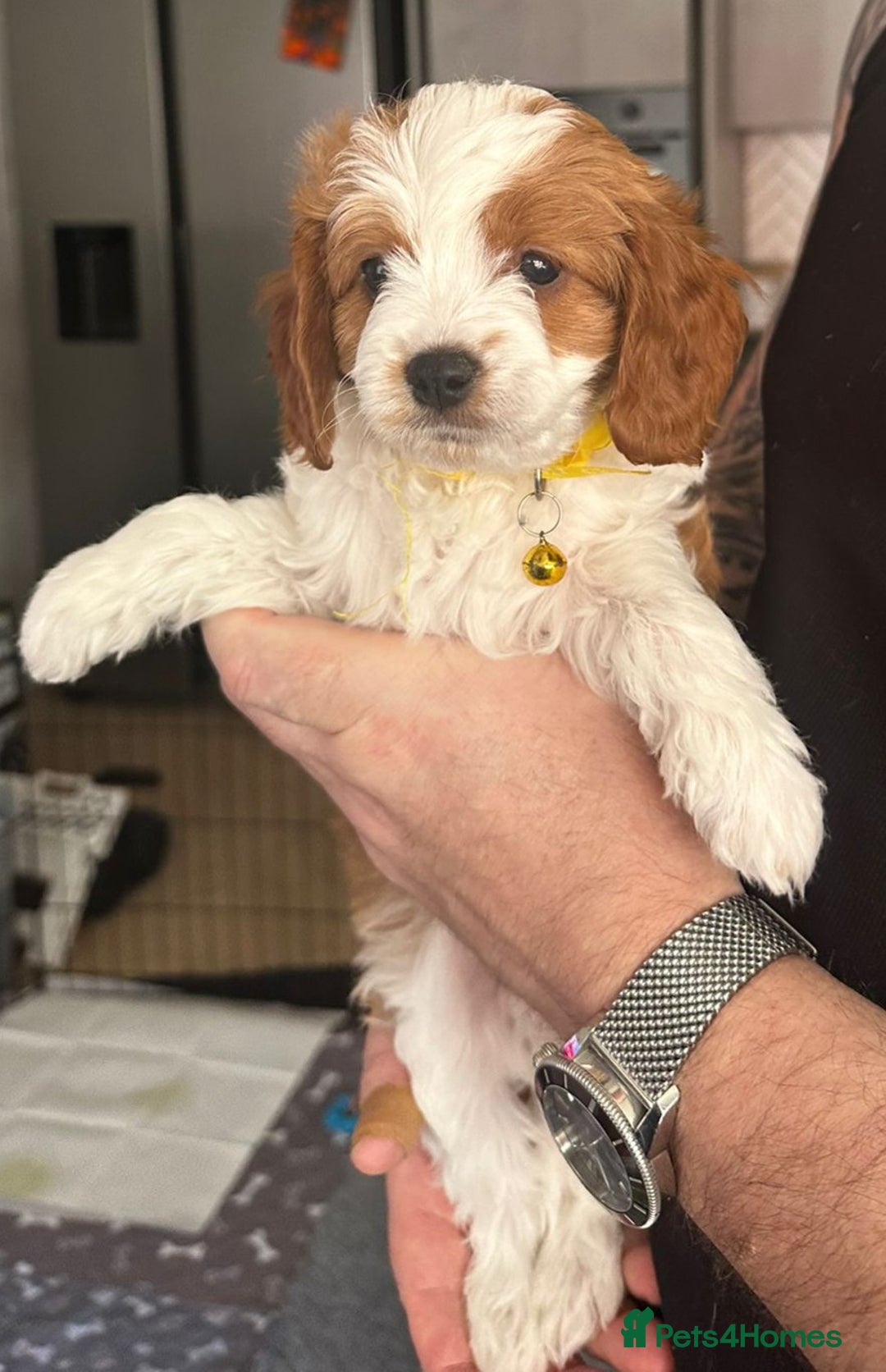 Cavapoo dogs for sale: Beautiful Cavapoo F2 puppies  for sale - Image 22