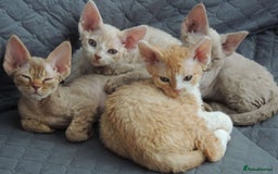 Devon Rex cats for sale: Beautiful Devon Rex Kittens - GCCF registered - Image 1