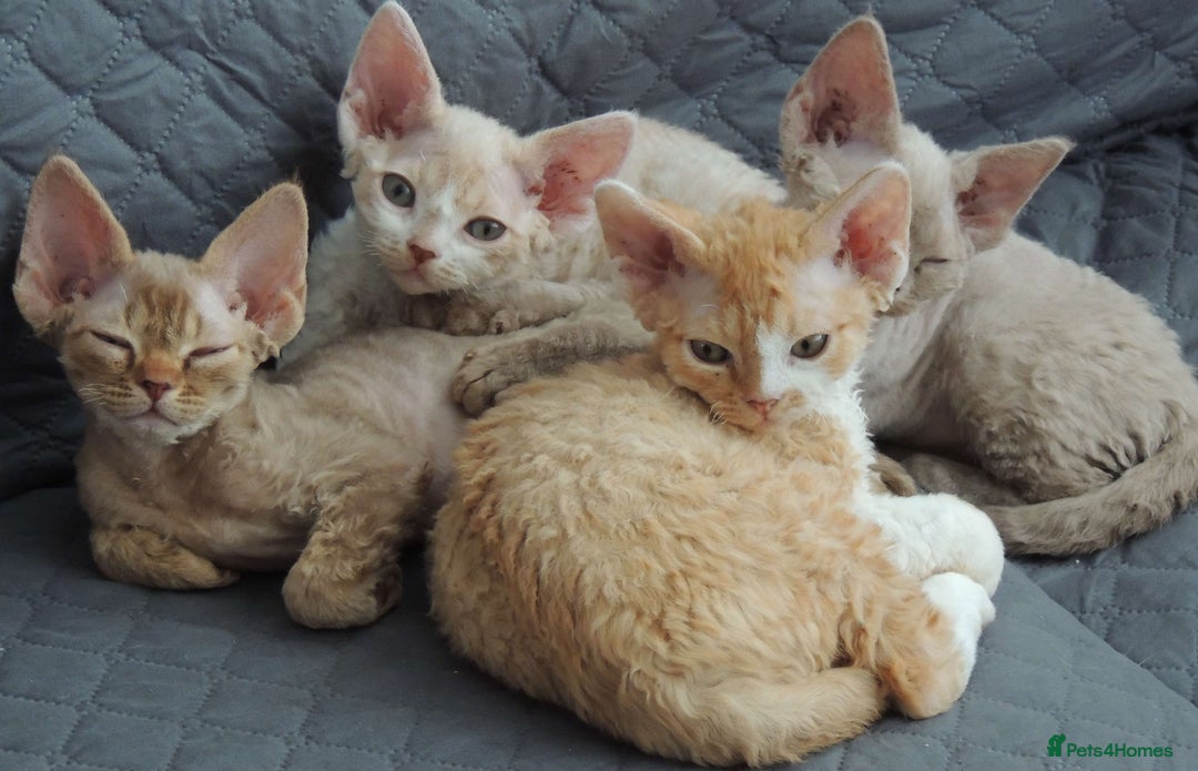 Devon Rex cats for sale: Beautiful Devon Rex Kittens - GCCF registered - Image 1