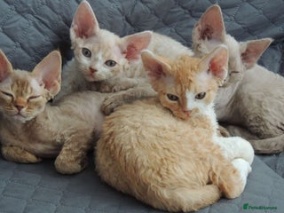 Devon Rex cats - Advert 1