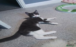 Domestic Shorthair cats for sale: Daisy and Bear - Image 5