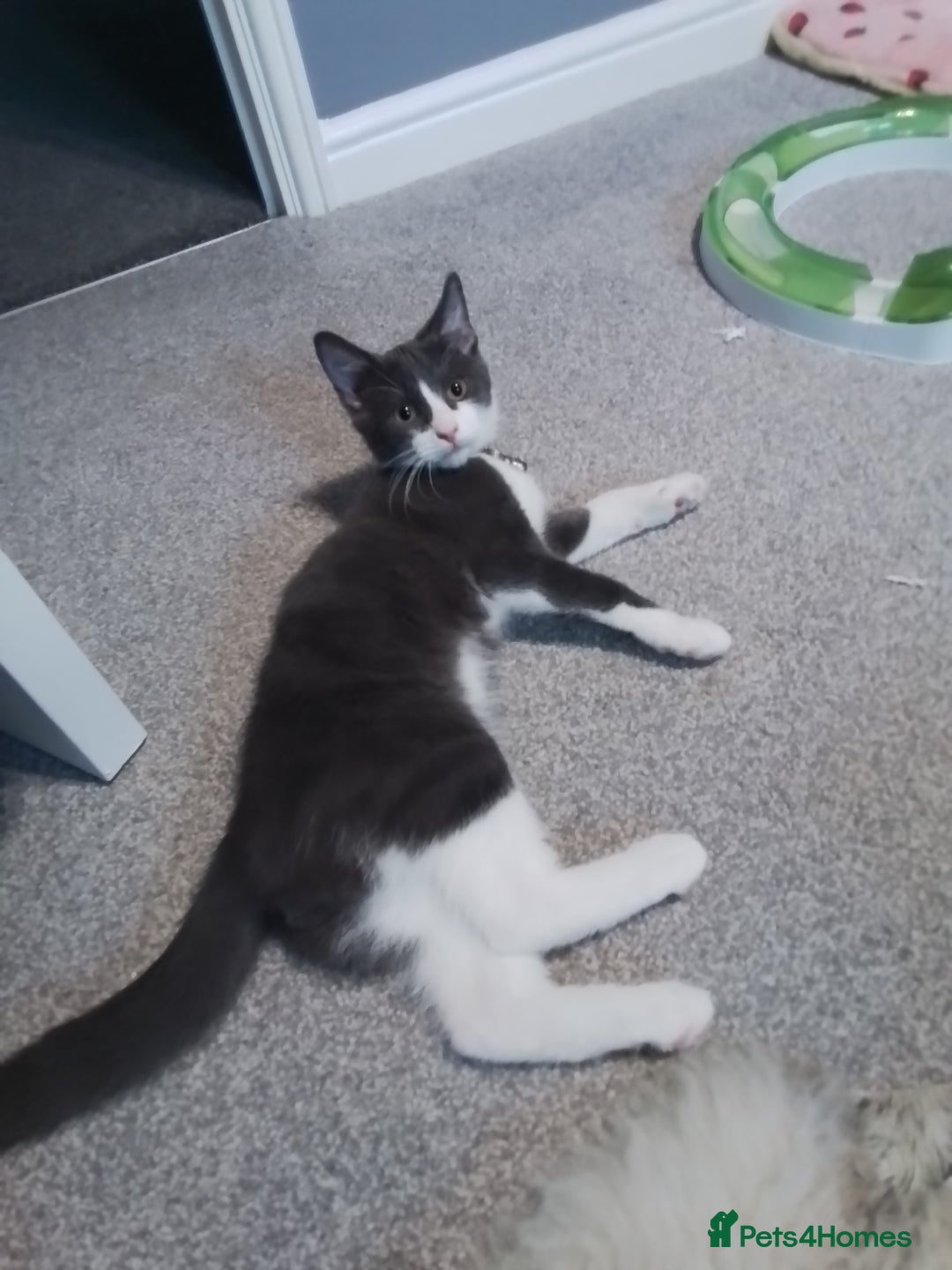 Domestic Shorthair cats for sale: Daisy and Bear - Image 5