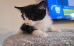 Mixed Breed cats for sale: Mixed British blue kittens  - Image 6