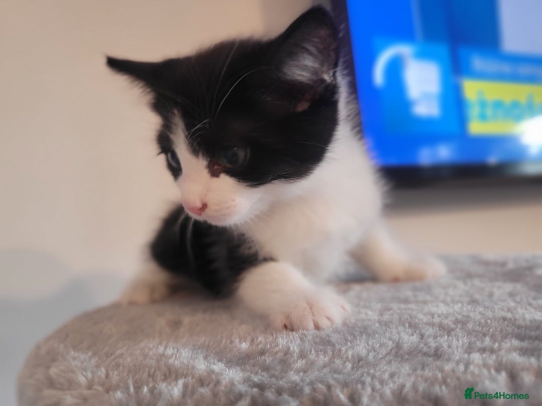 Mixed Breed cats for sale: Mixed British blue kittens  - Image 6