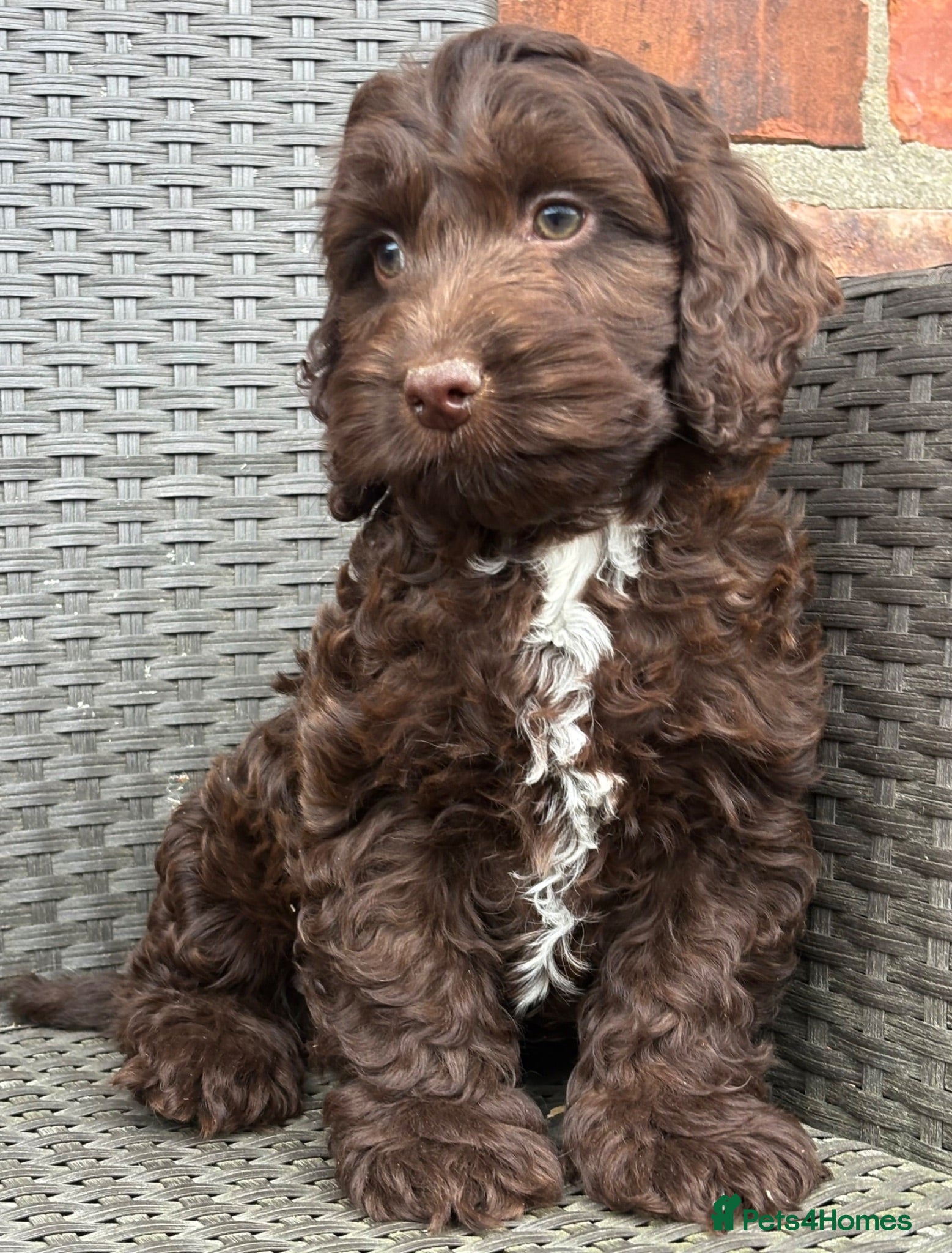 Cockapoo dogs F1 cockapoo puppies  - Advert 2