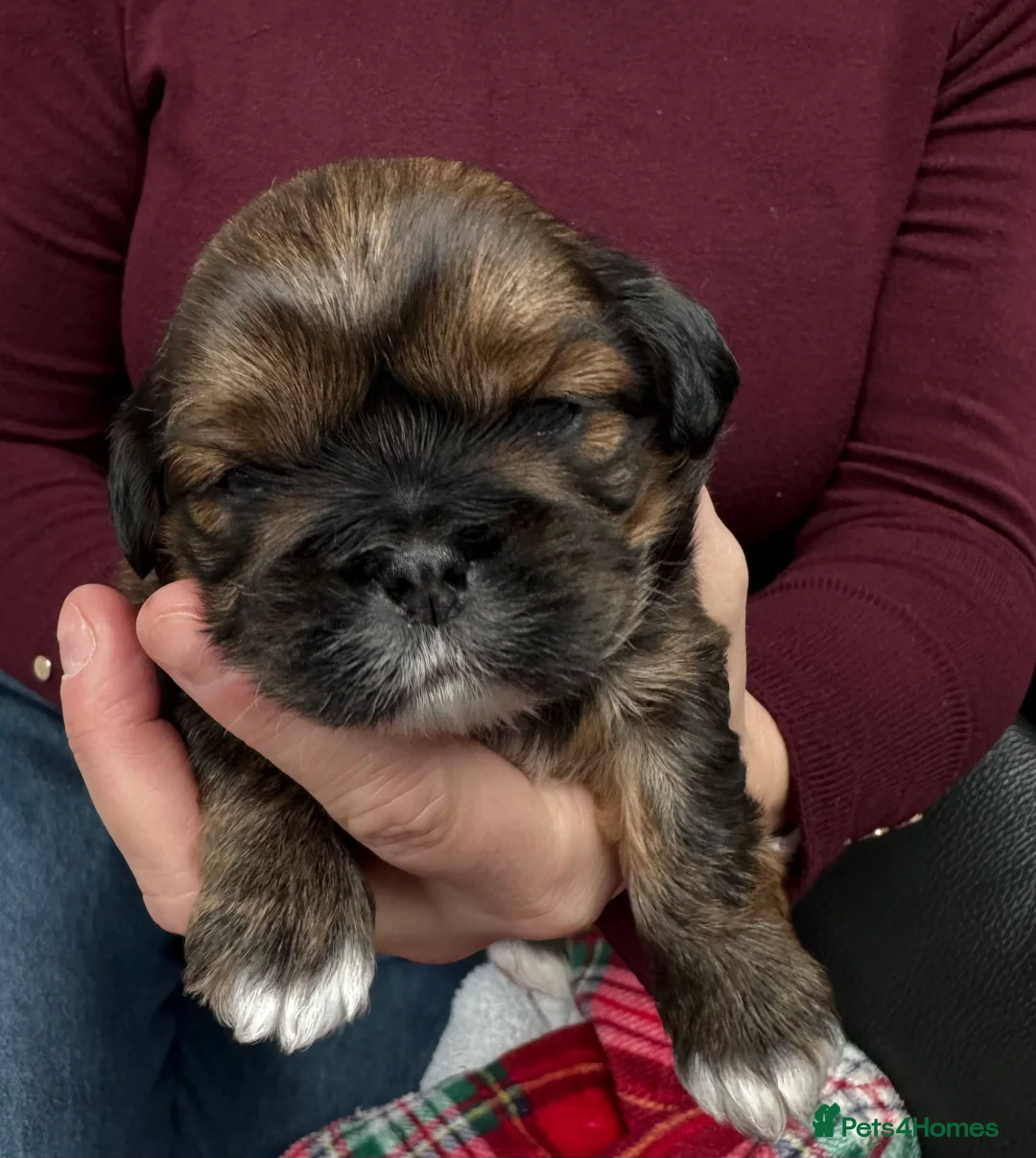 Shih Tzu dogs for sale: Gorgeous Shihtzu Puppies - Advert 2