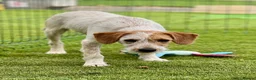 Mixed Breed dogs for adoption: Heavenly Holly - Advert 15