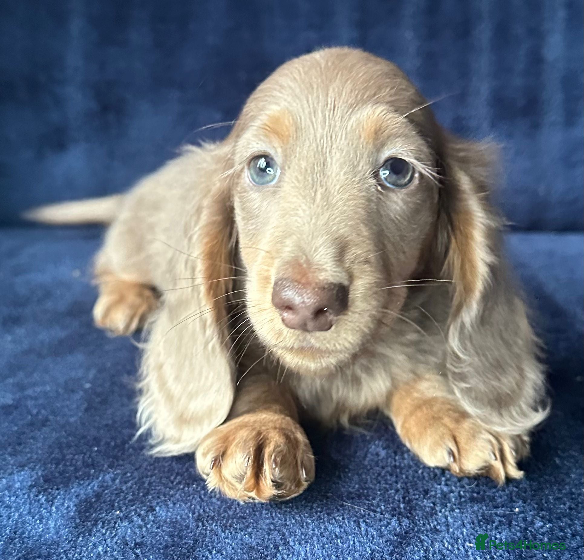 Miniature Dachshund dogs Isabella long haired boy available  - Advert 17