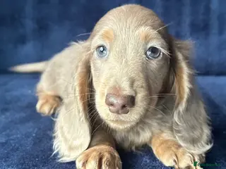 Miniature Dachshund dogs Isabella long haired boy available - Advert 19