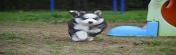 Pomsky dogs for sale: Genuine Celtic Star F3 Pomskies Available  - Advert 7