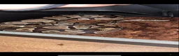 Python Snake reptiles for sale: female royal python and setup in Christchurch - Advert 2