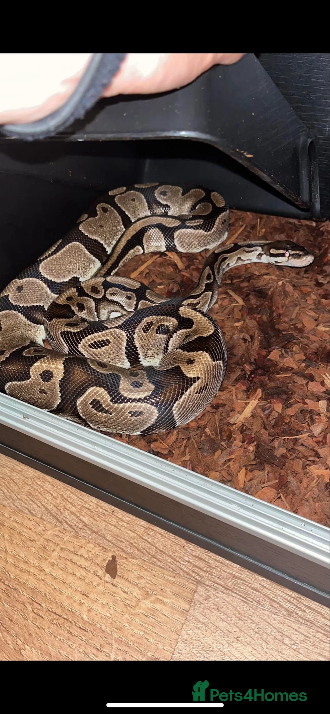 Python Snake reptiles for sale: female royal python and setup in Christchurch - Advert 2