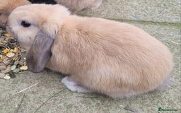 Mini Lop rabbits for sale: Mini lops rehome - Advert 5
