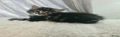 Ragdoll 2