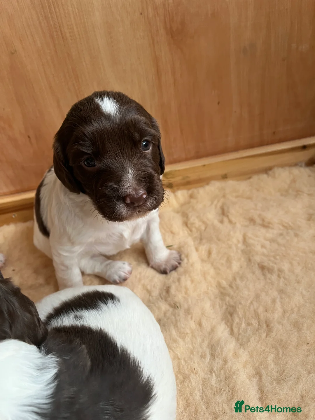 English Springer Spaniel dogs for sale: KC Reg English Springer Spaniel Puppies For Sale - Advert 5